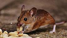 24 Hour & Emergency Exterminators in Placentia, CA